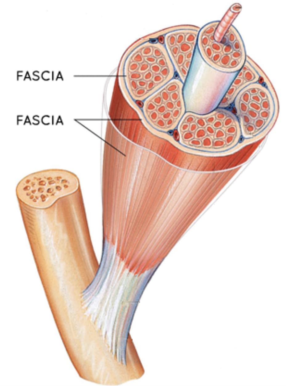 muscle tissue diagram - Fascia Fascia